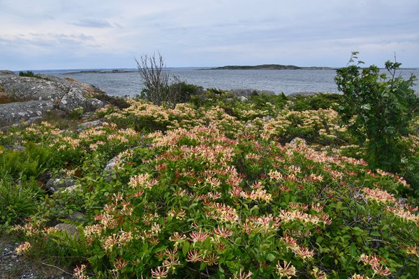 Kamperfoelie aan de kust op het eiland Vrångö